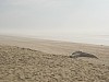 pyla