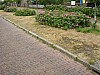 dreesen