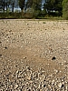 rhein niedrigwasser