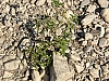 rhein niedrigwasser