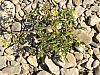 rhein niedrigwasser