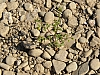 rhein niedrigwasser
