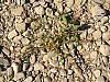 rhein niedrigwasser
