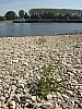 rhein niedrigwasser