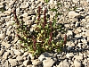 rhein niedrigwasser