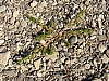 rhein niedrigwasser